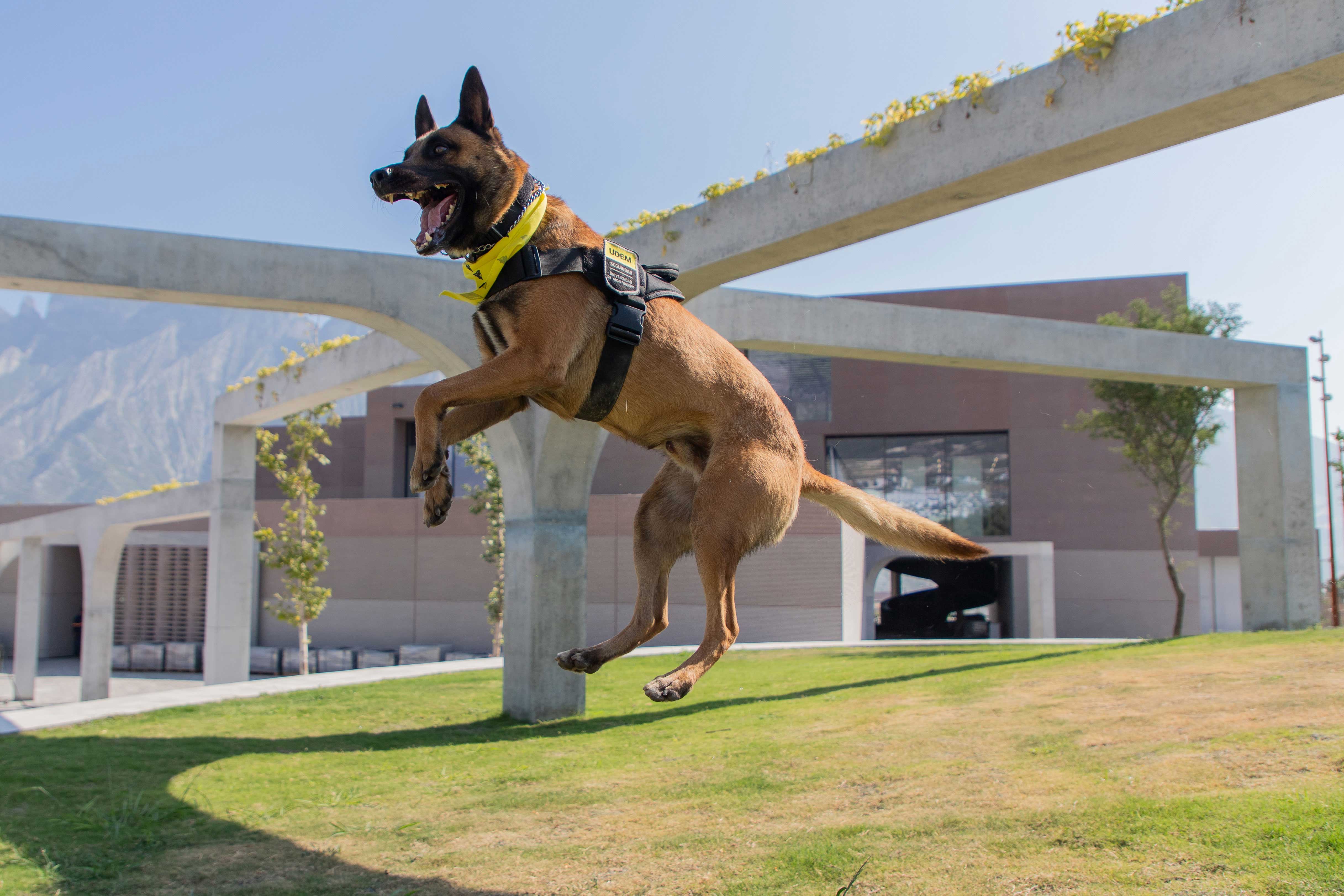 Seguridad UDEM