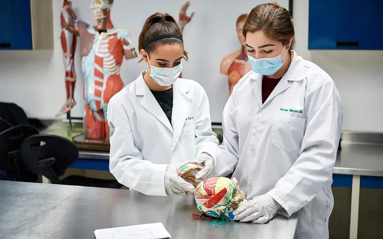 Alumnas visualizando un cerebro.
